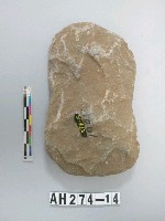 藏品(打製石斧)的圖片